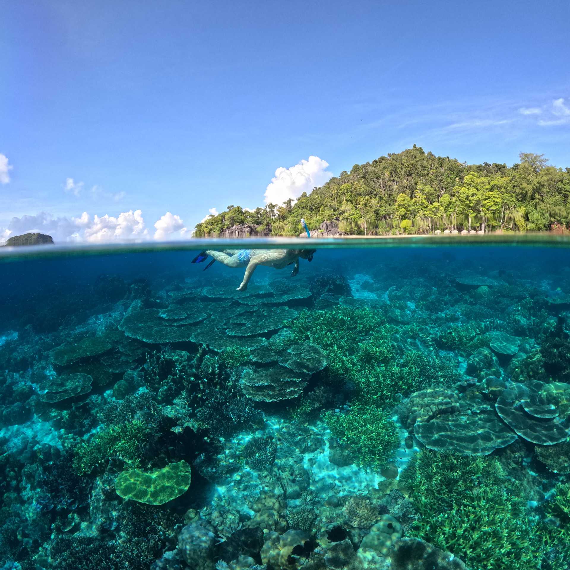 Snorkelling the pristine coral gardens of Raja Ampat