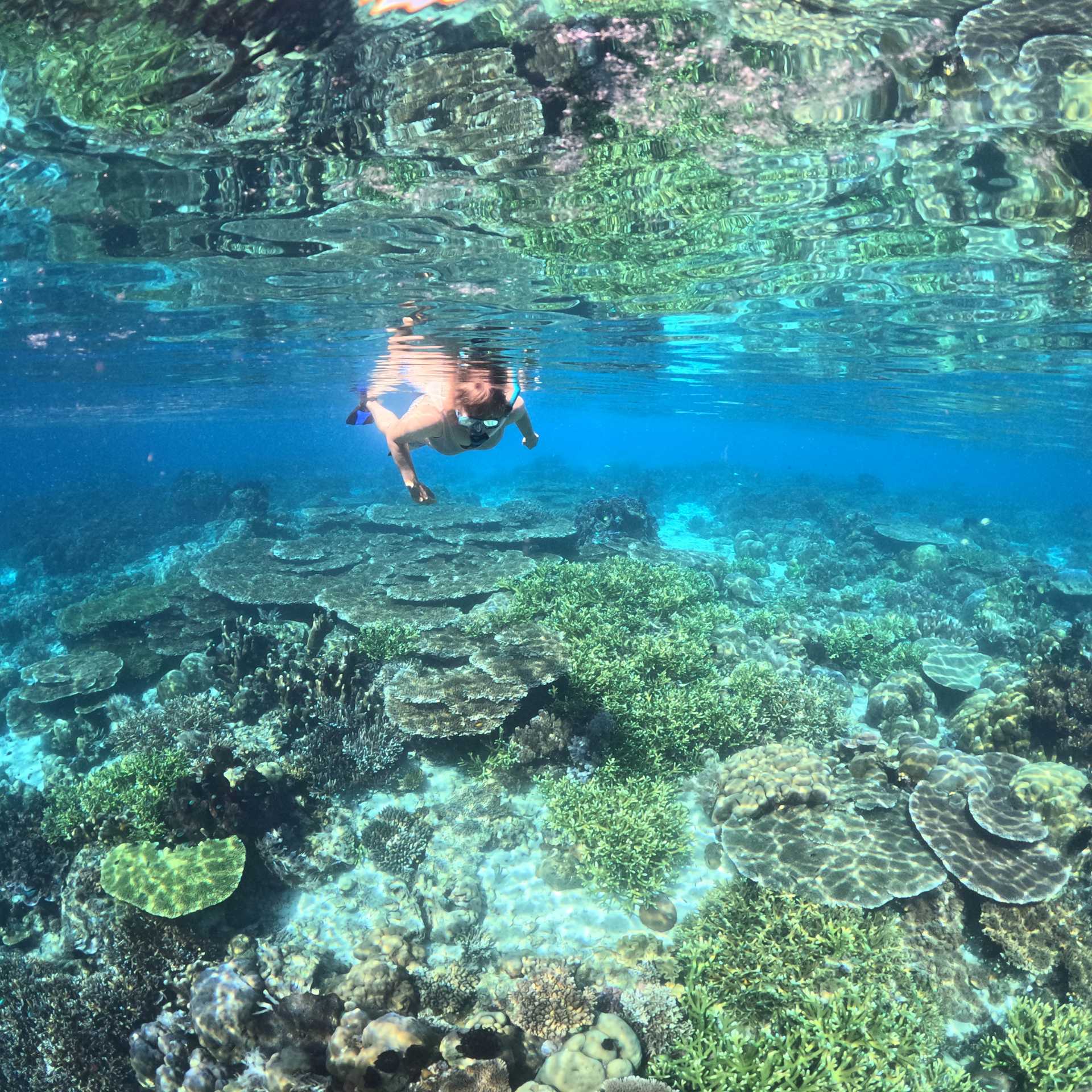 Snorkelling the pristine coral gardens of Raja Ampat