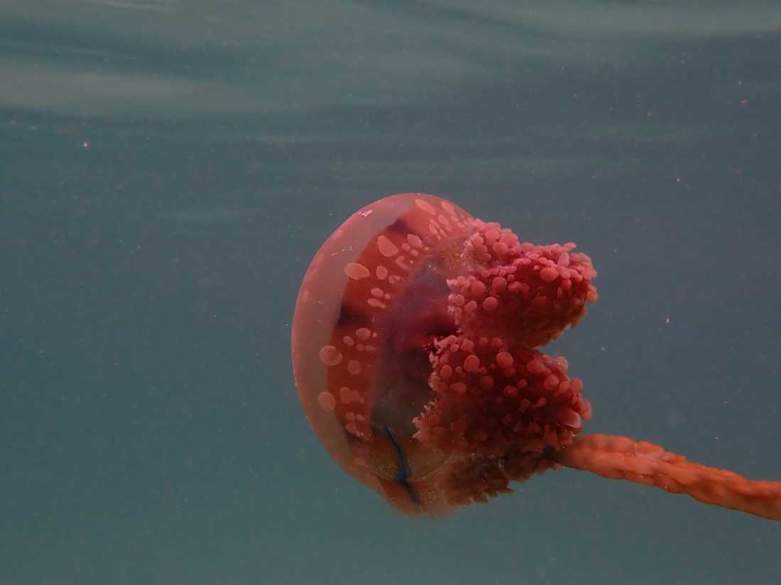 Stingless jellyfish, Raja Ampat