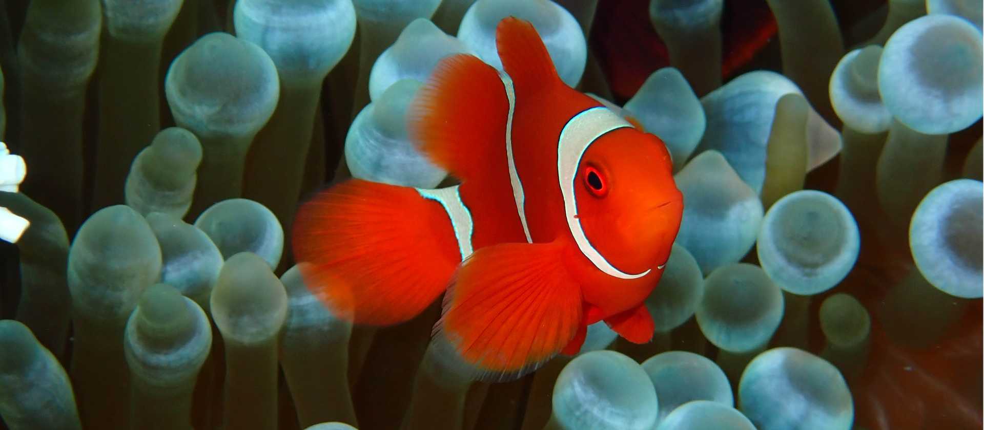 The Tomato Clownfish