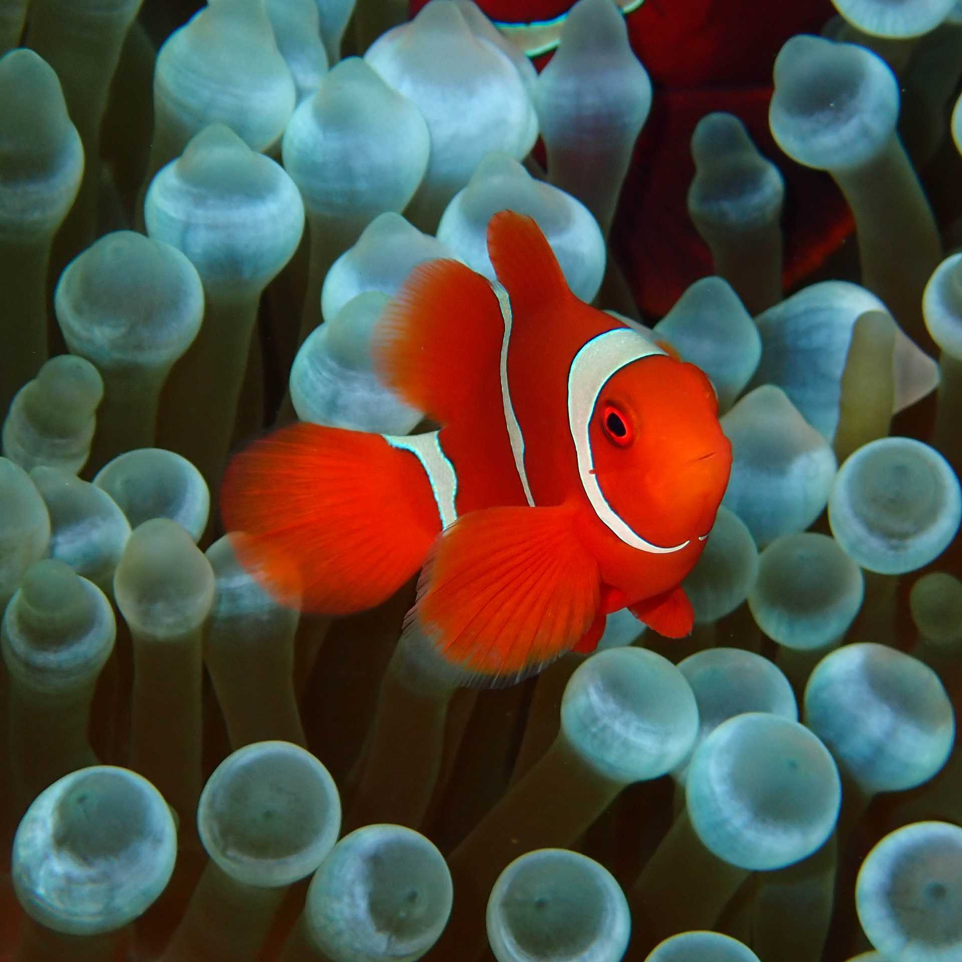 The Tomato Clownfish