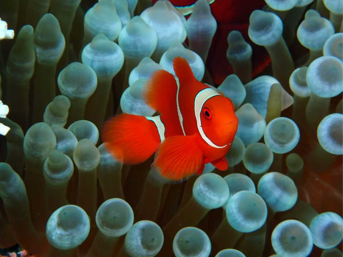 The Tomato Clownfish