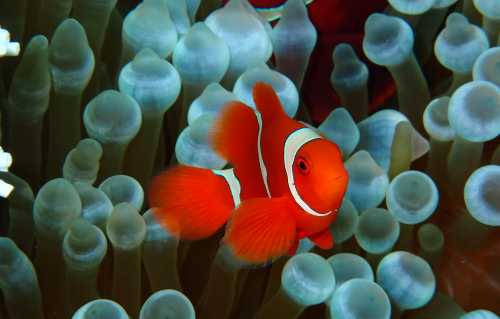 The Tomato Clownfish