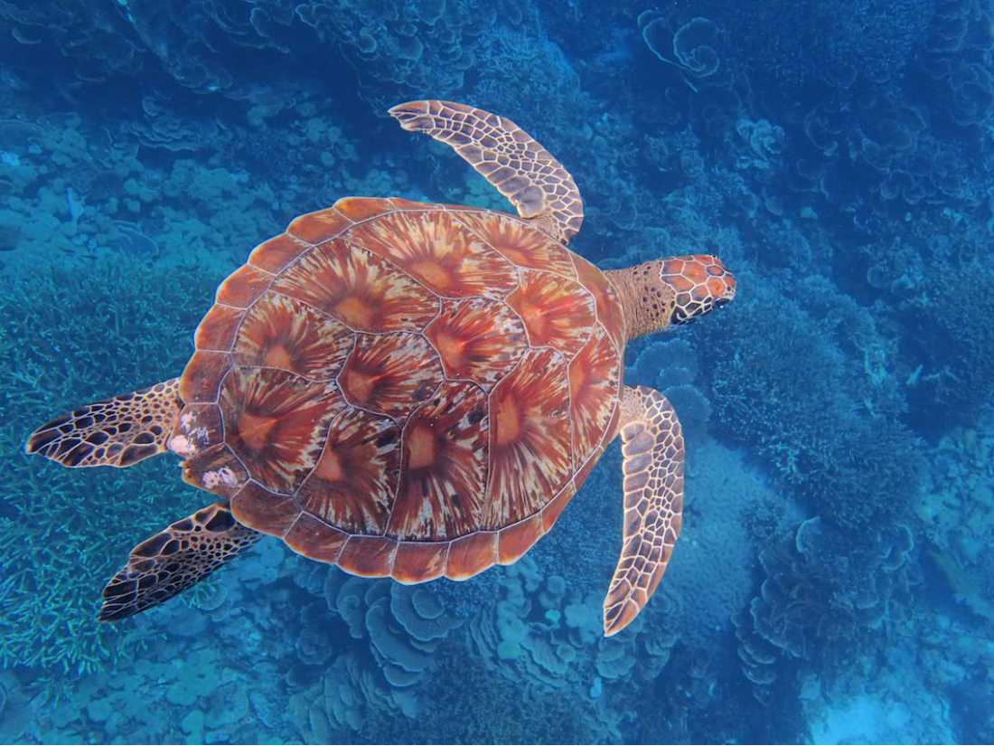 Hawksbill Sea Turtle, Raja Ampat