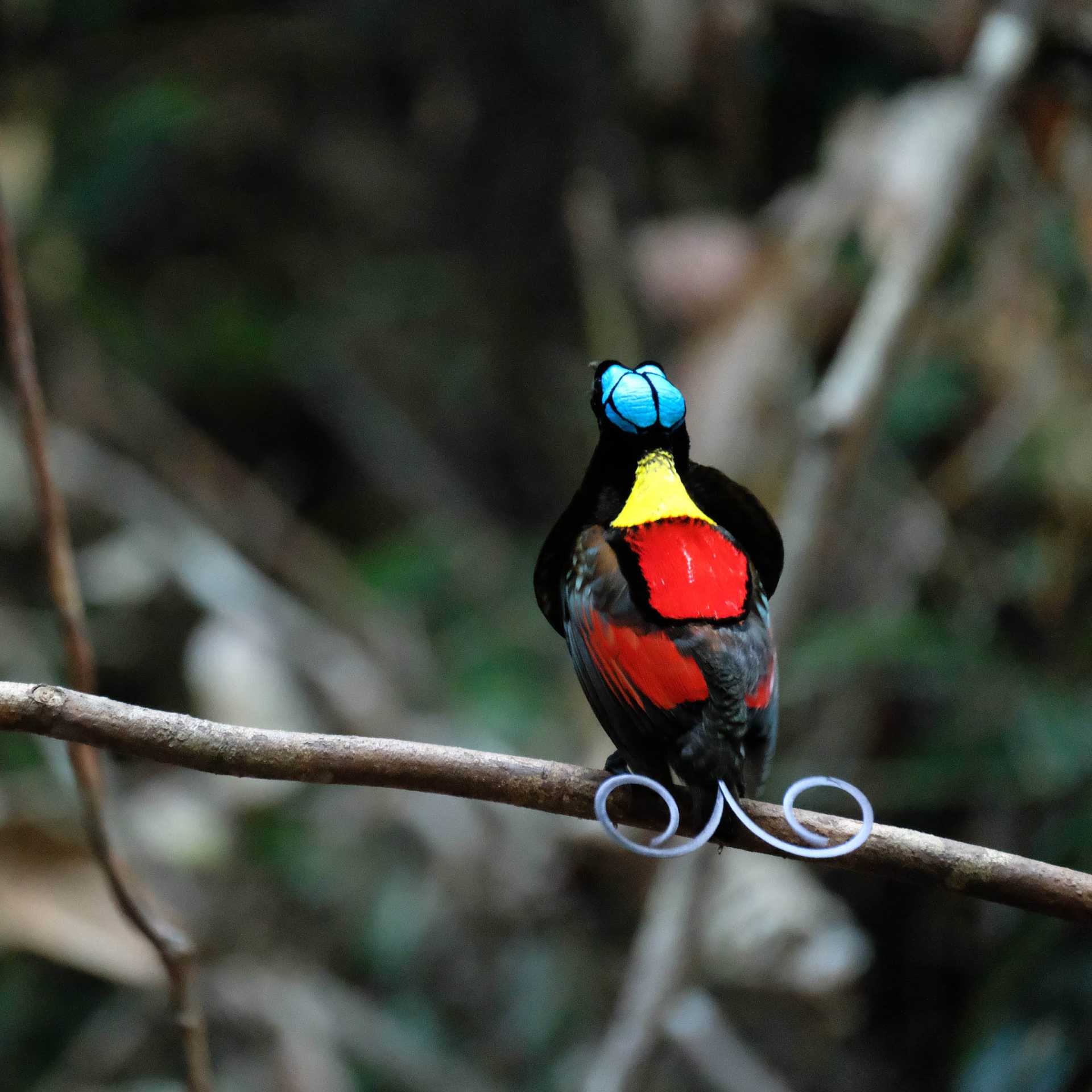 Wilsons Bird of Paradise