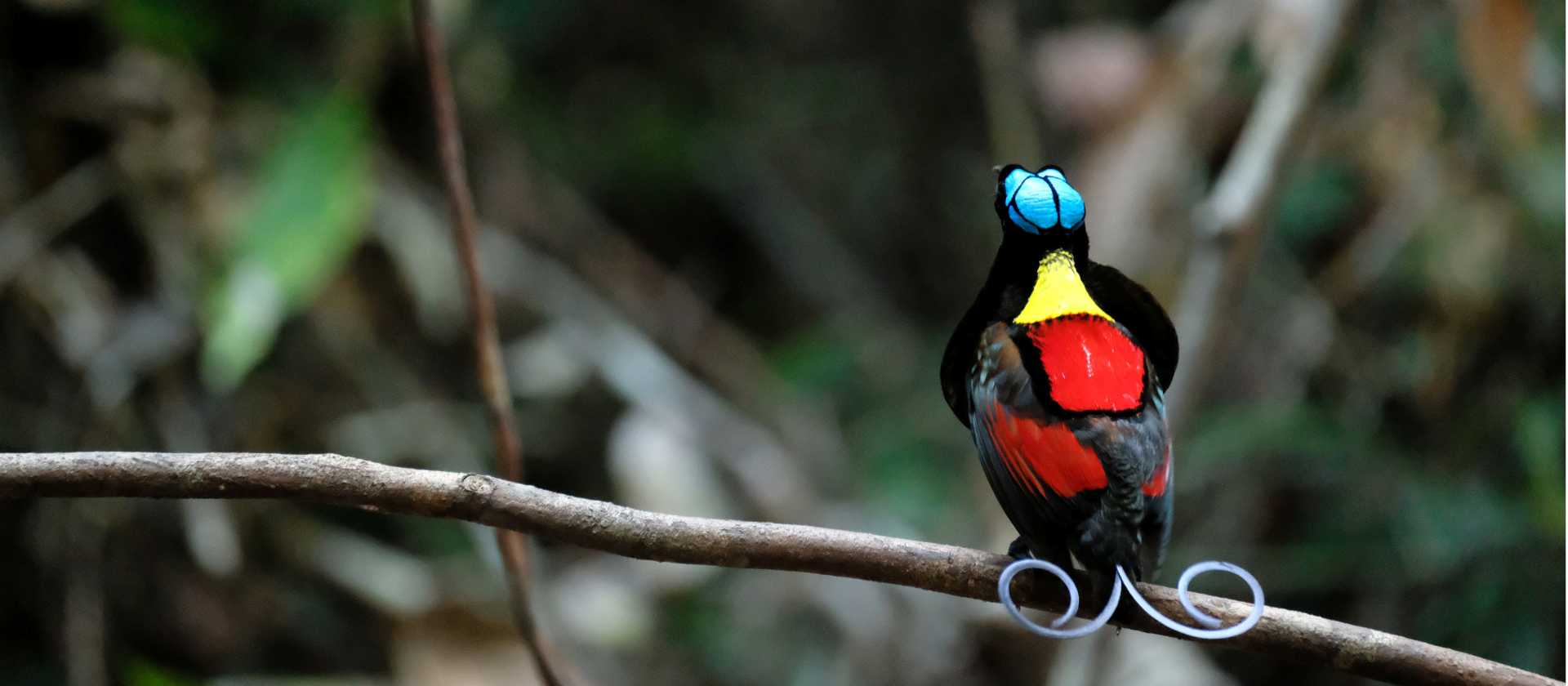 Wilsons Bird of Paradise