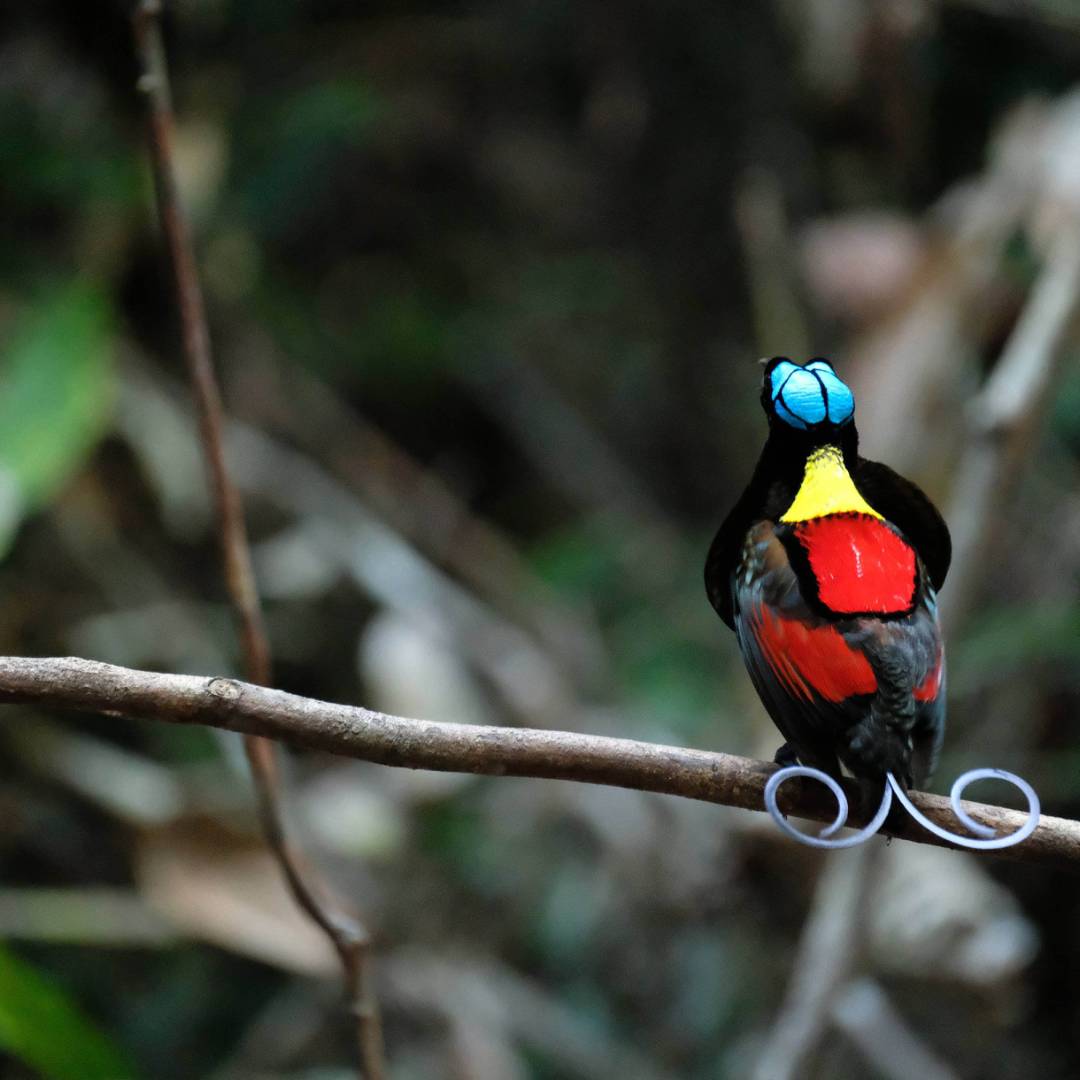 Wilsons Bird of Paradise