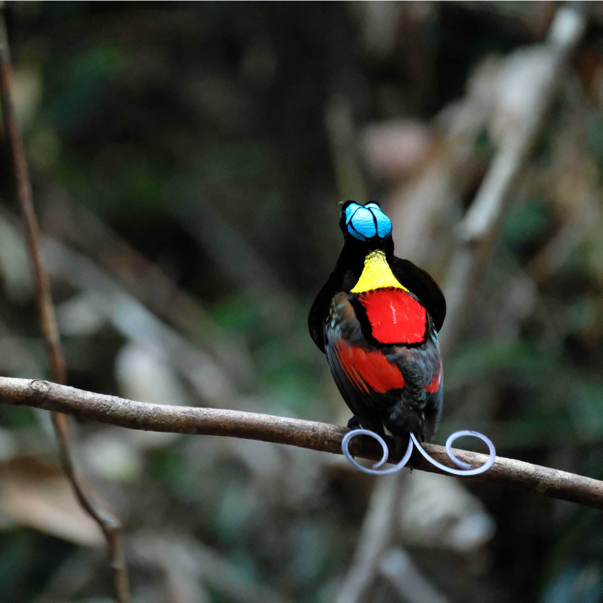 Wilsons Bird of Paradise