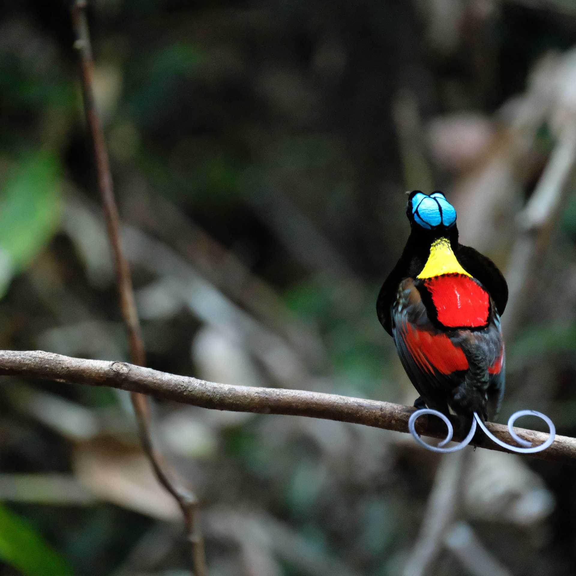 Wilsons Bird of Paradise