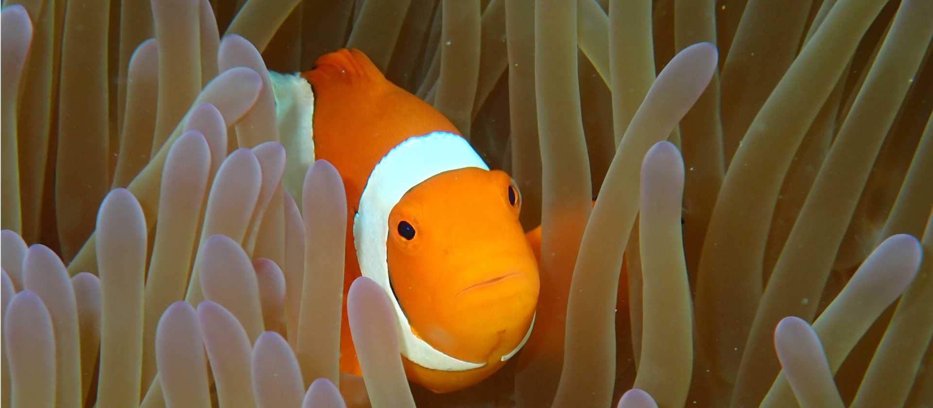 Clownfish nestled in anemone