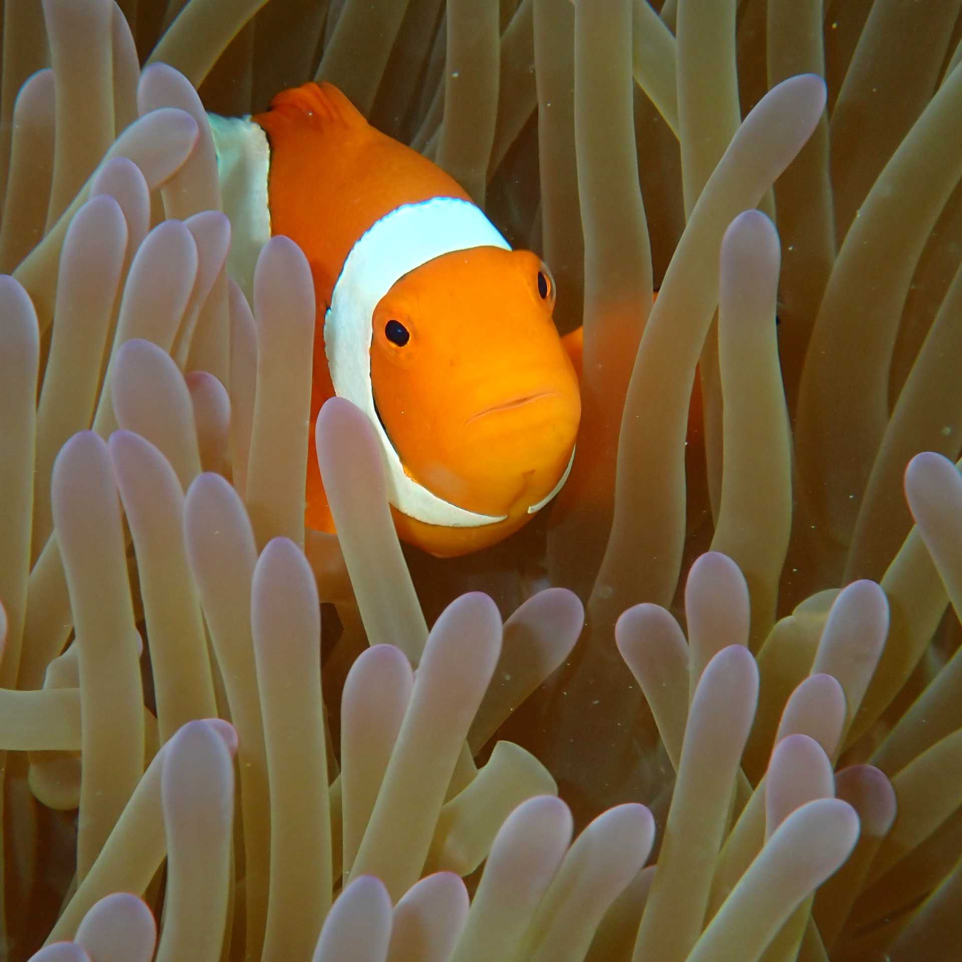 Clownfish nestled in anemone