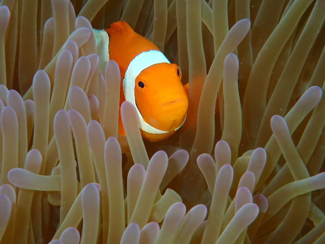 Clownfish nestled in anemone