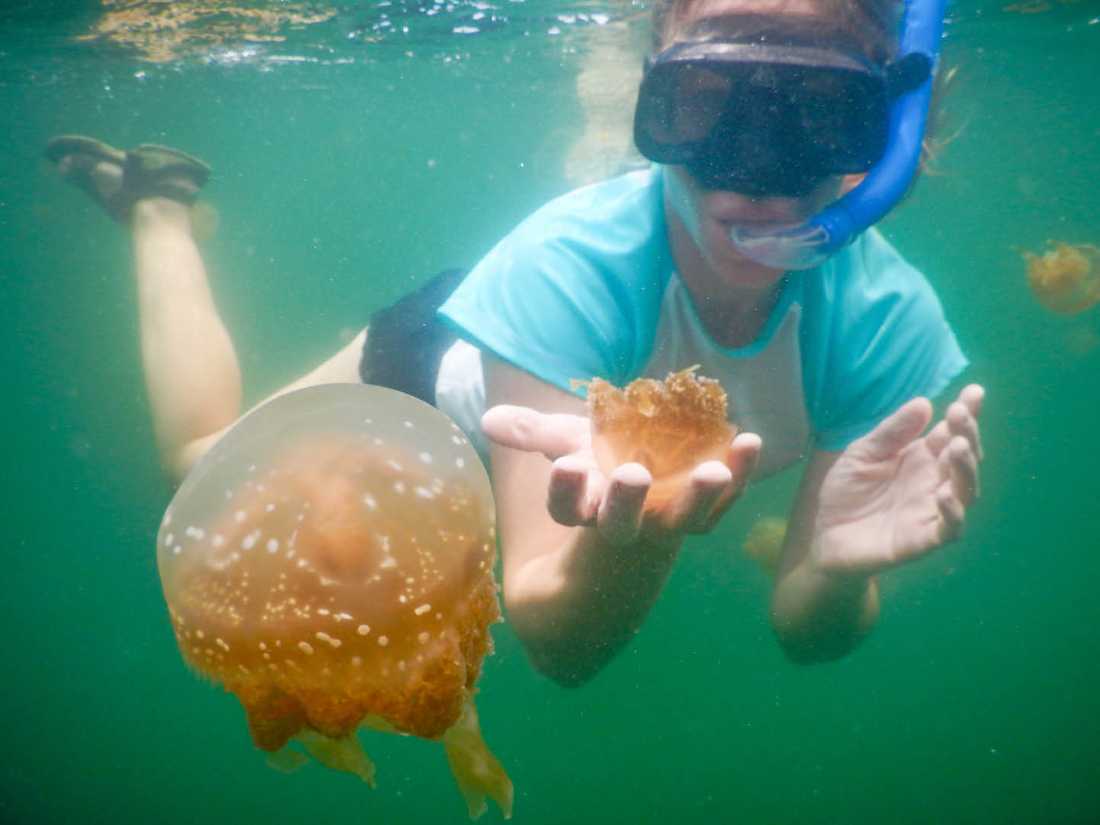 Stingless jellyfish, Raja Ampat