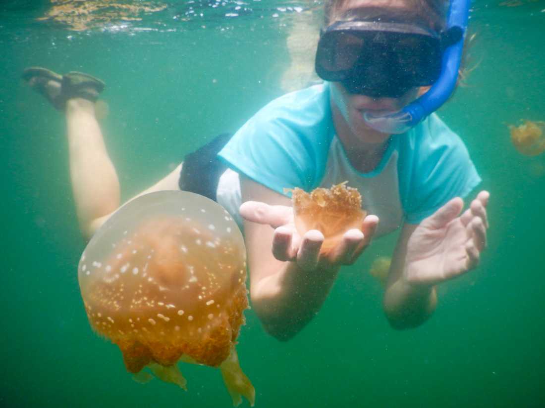 Stingless jellyfish, Raja Ampat