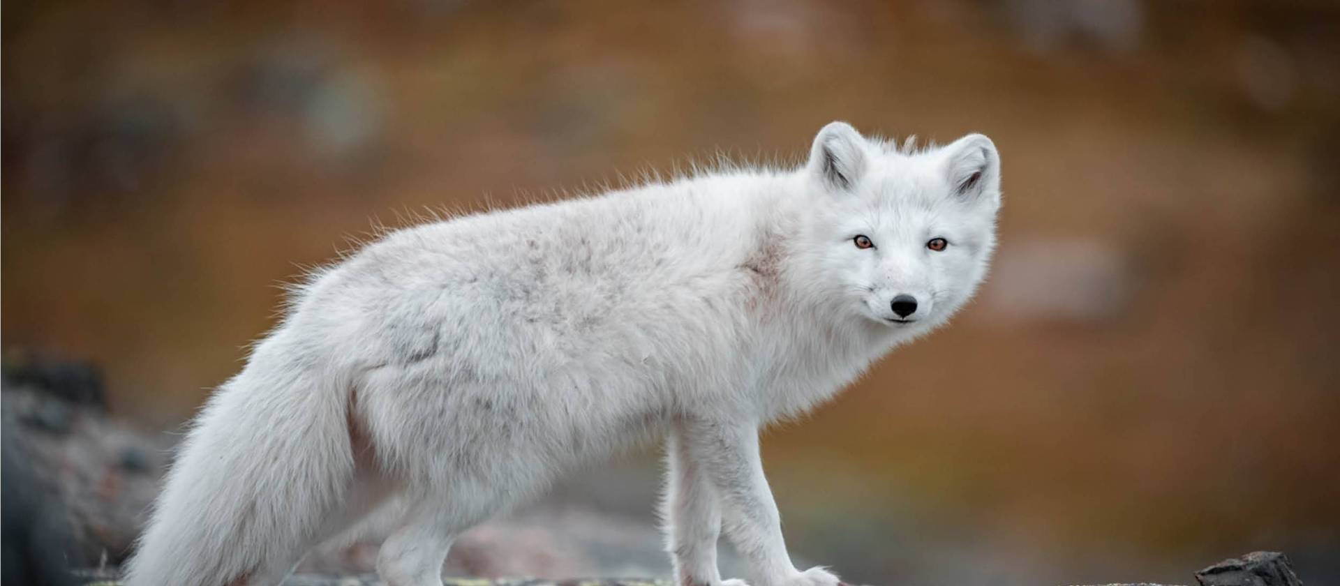 An Arctic Fox roams the tundra