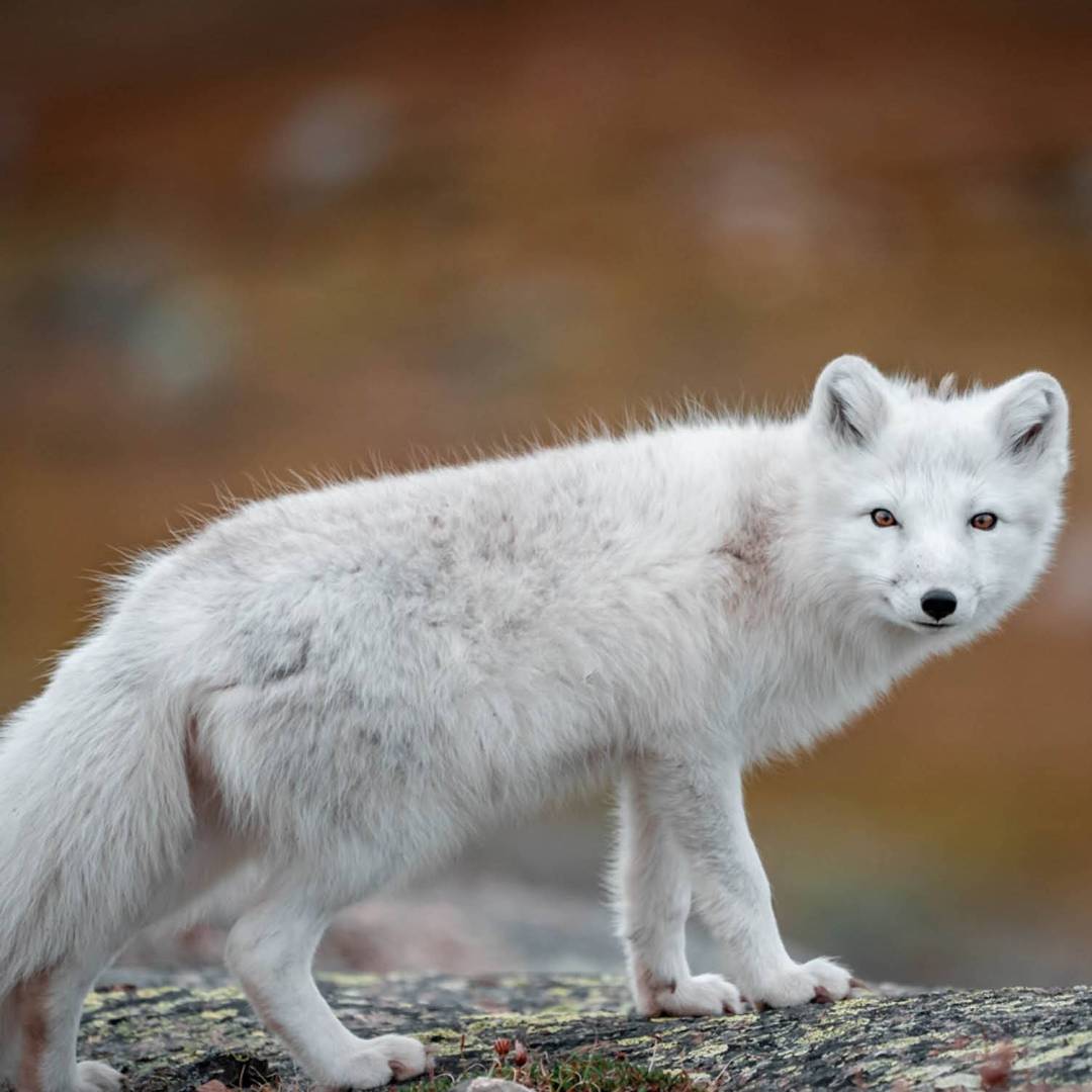 An Arctic Fox roams the tundra
