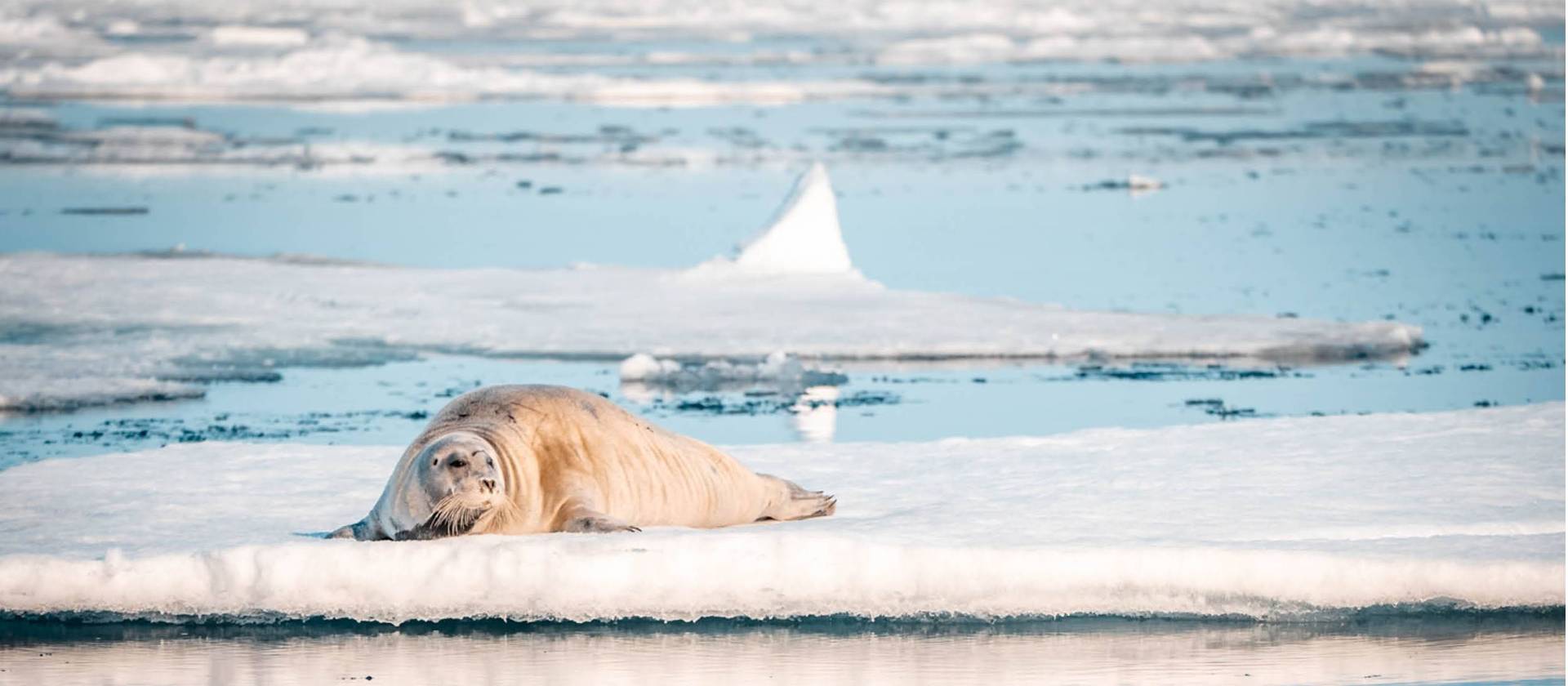 A Bearded seal relaxes on the ice floe