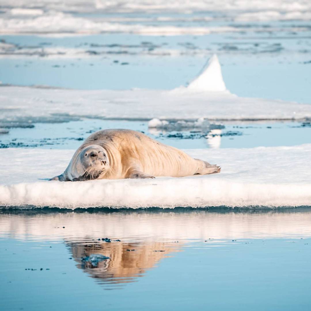 A Bearded seal relaxes on the ice floe