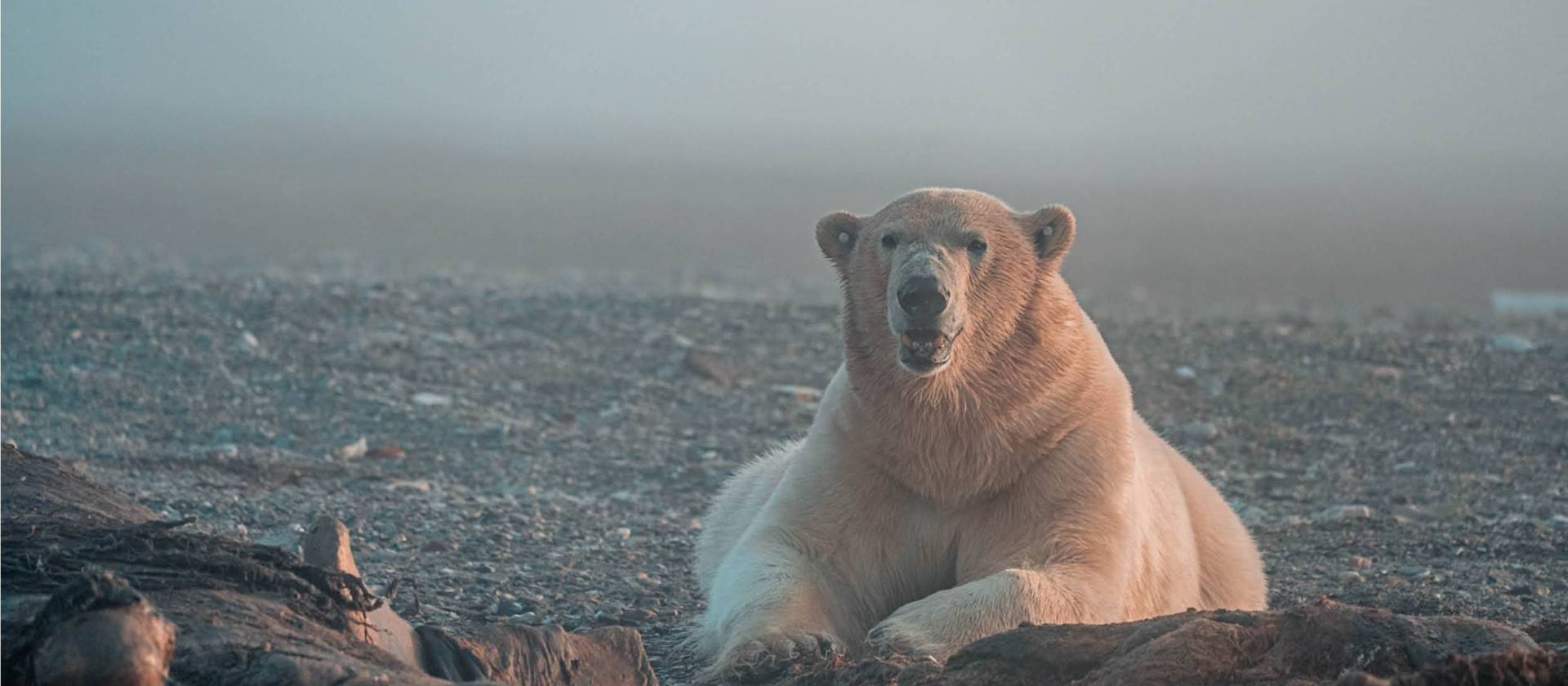 The mighty Polar Bear