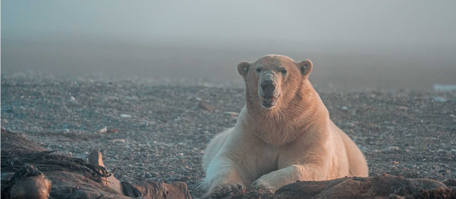 The mighty Polar Bear