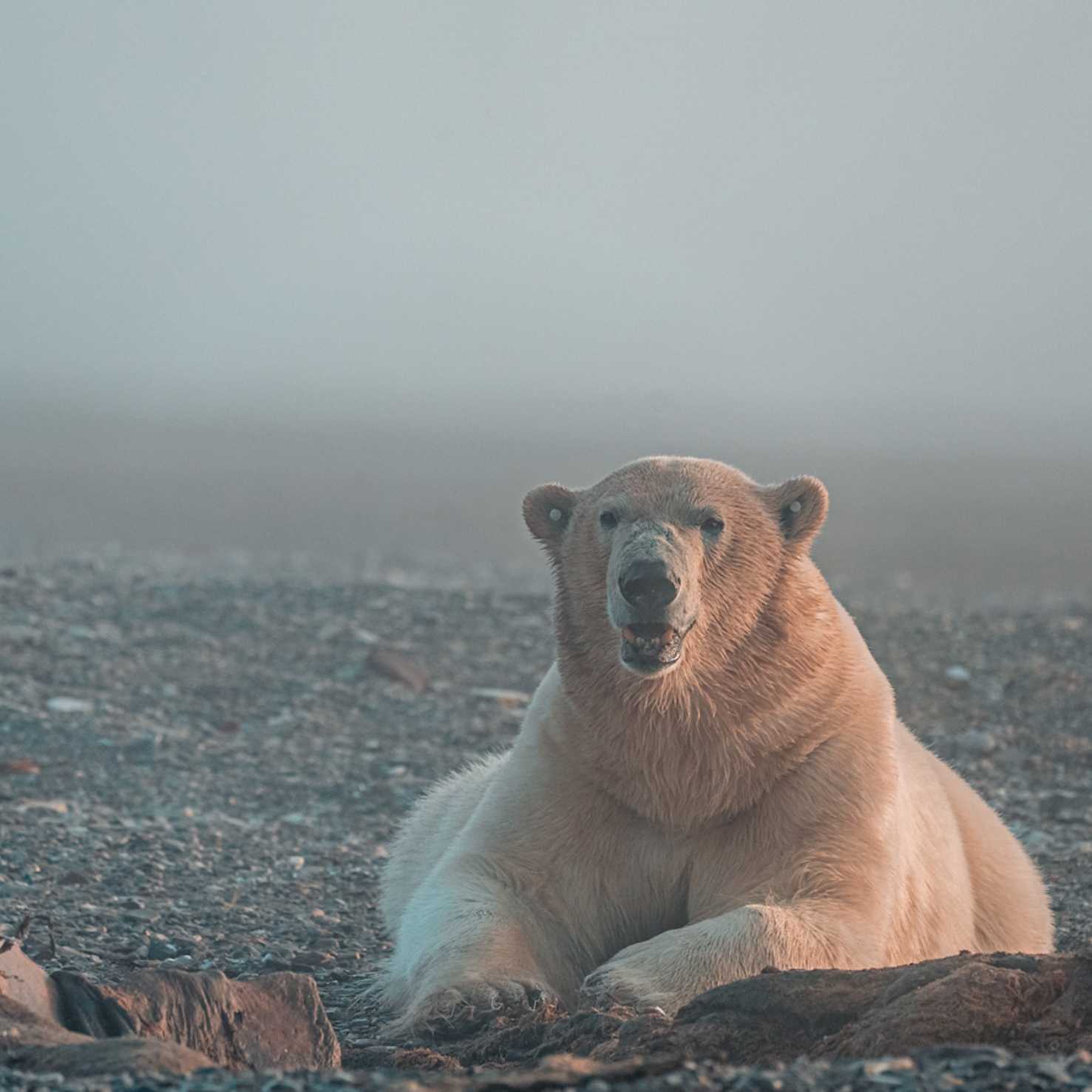 The mighty Polar Bear