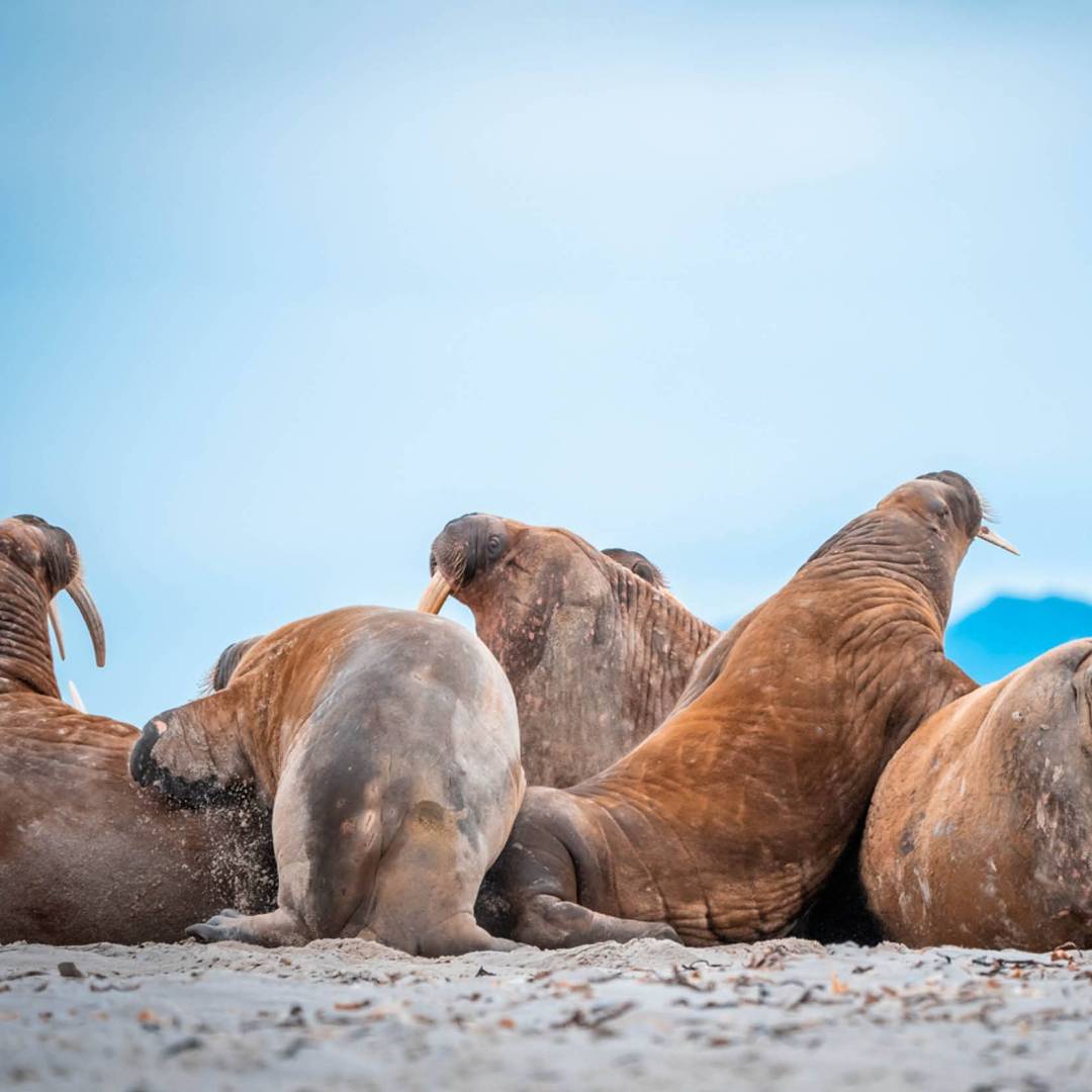 Walrus haul out