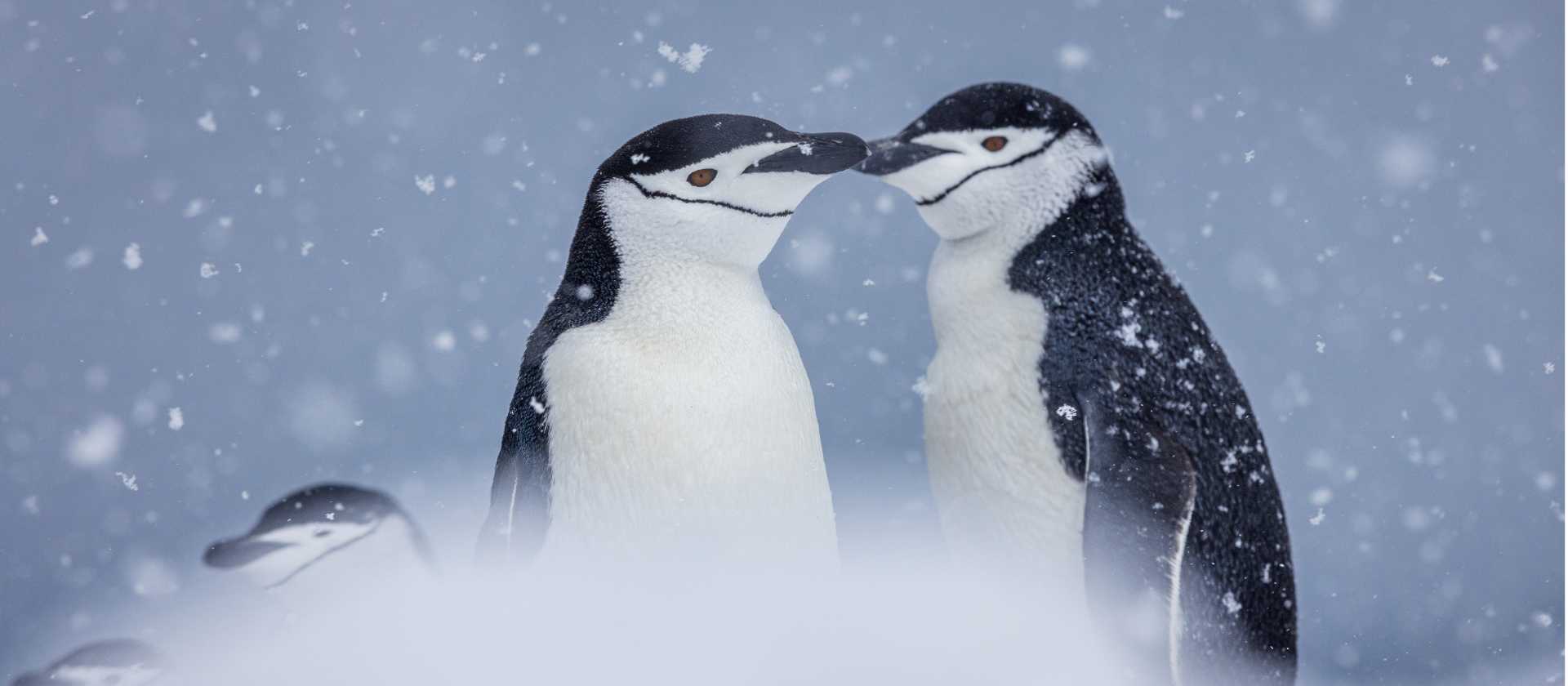 The distinctive markings of Chinstrap Penguins | Piet van dem Bemd