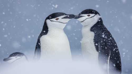 The distinctive markings of Chinstrap Penguins | Piet van dem Bemd