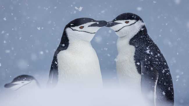 The distinctive markings of Chinstrap Penguins | Piet van dem Bemd