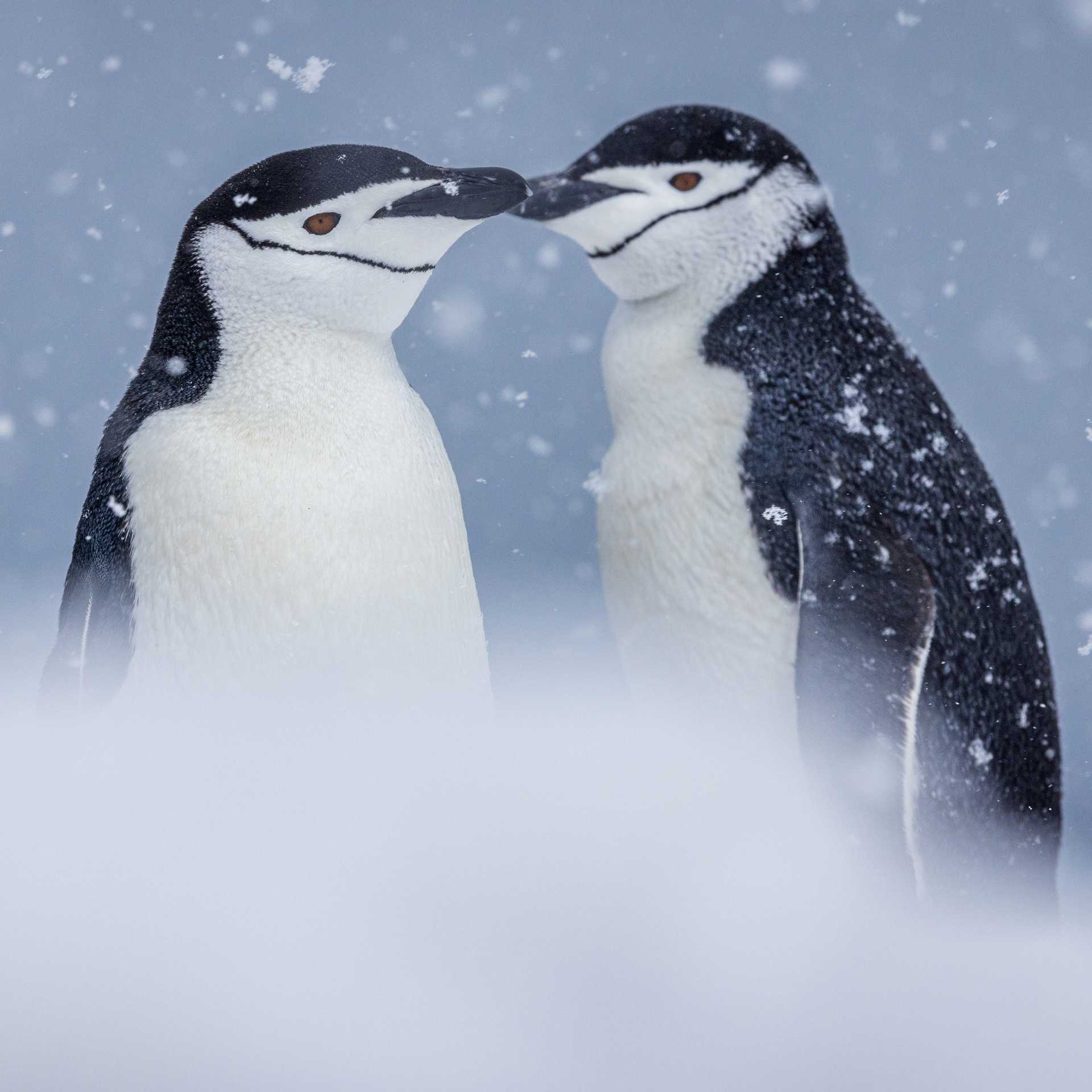 The distinctive markings of Chinstrap Penguins | Piet van dem Bemd