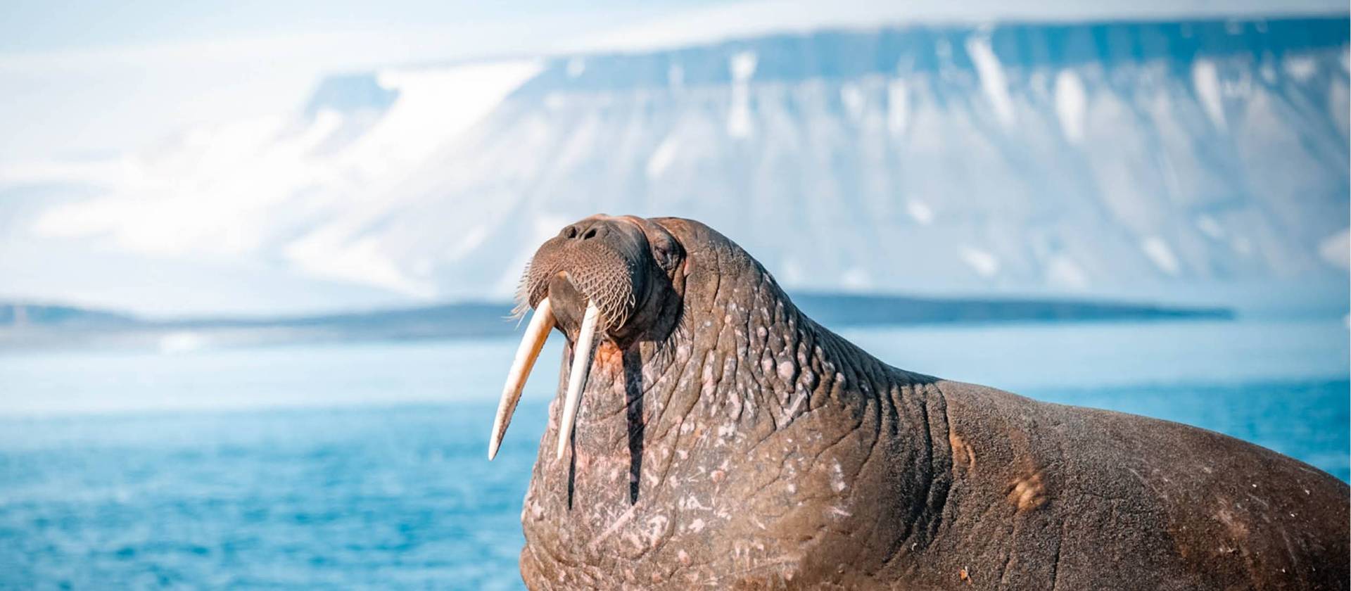 Walrus, Svalbard