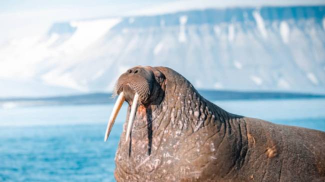 Walrus, Svalbard