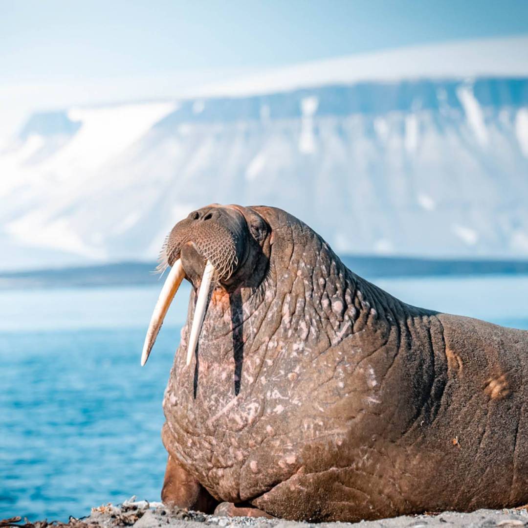 Walrus, Svalbard