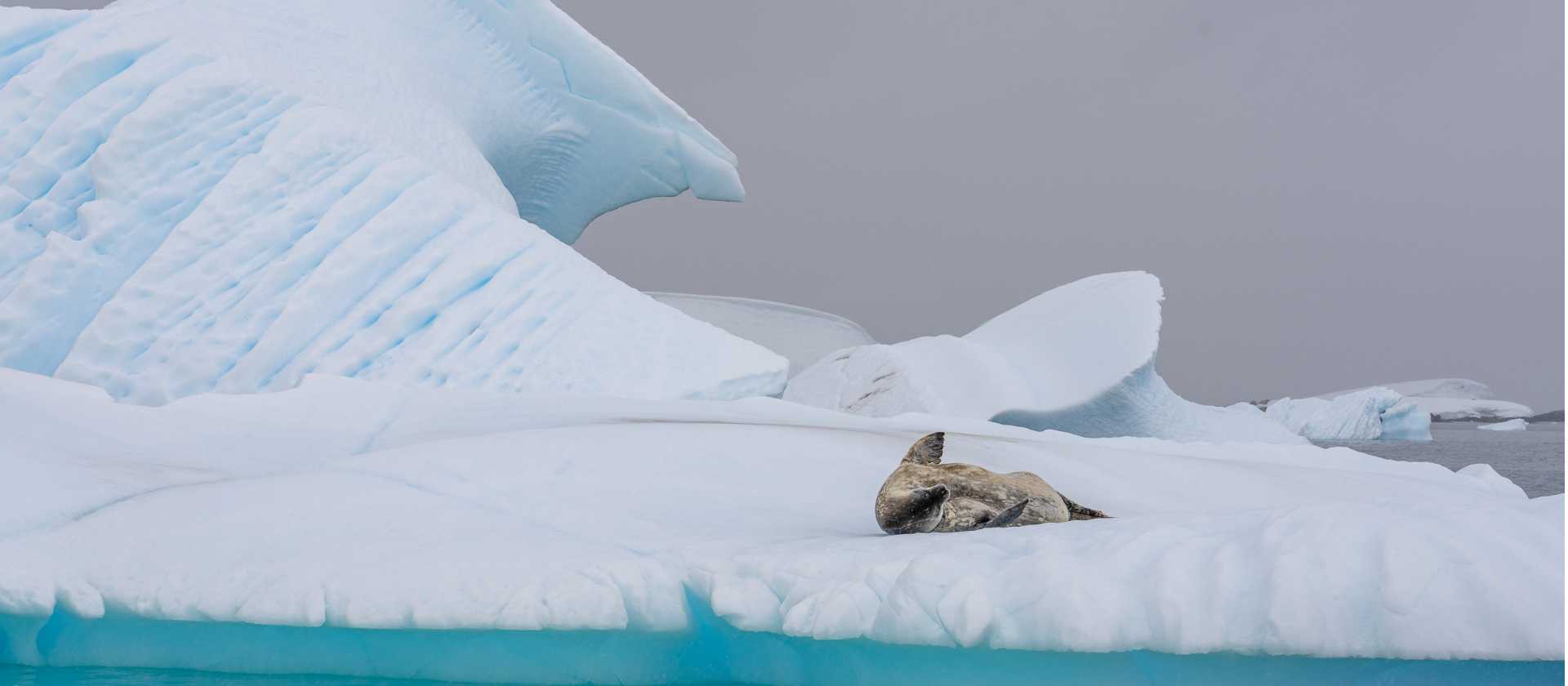 A Weddell seal rests on a iceberg in Foyn Harbour | Jean Paul Delaharpe
