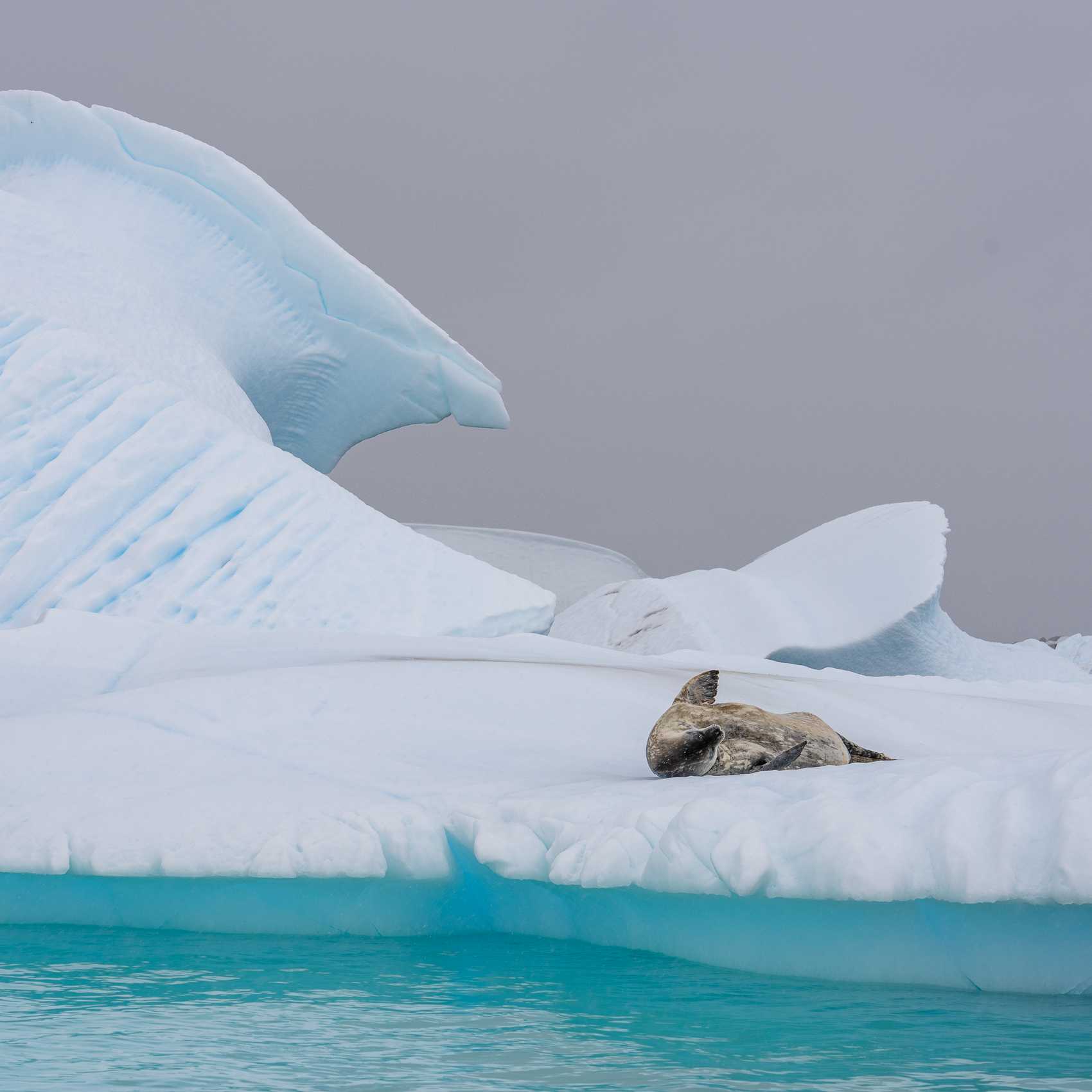 A Weddell seal rests on a iceberg in Foyn Harbour | Jean Paul Delaharpe