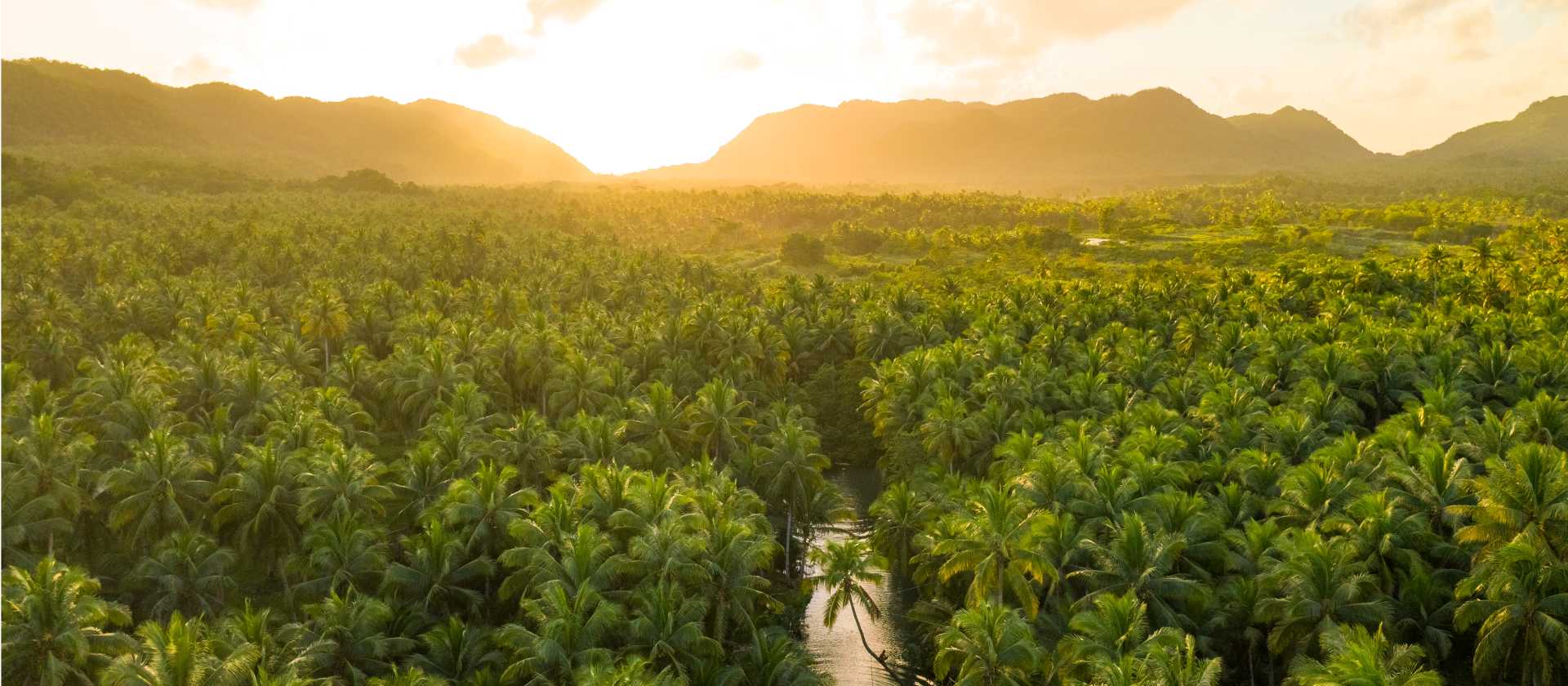 The mighty Amazon rainforest