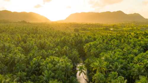 The mighty Amazon rainforest