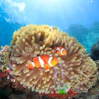 The diversity and colour of the 'Coral Triangle'
