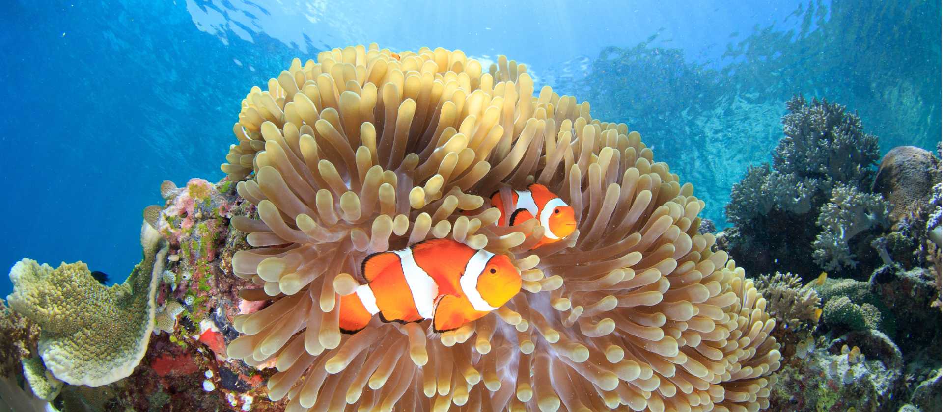 The diversity and colour of the 'Coral Triangle'