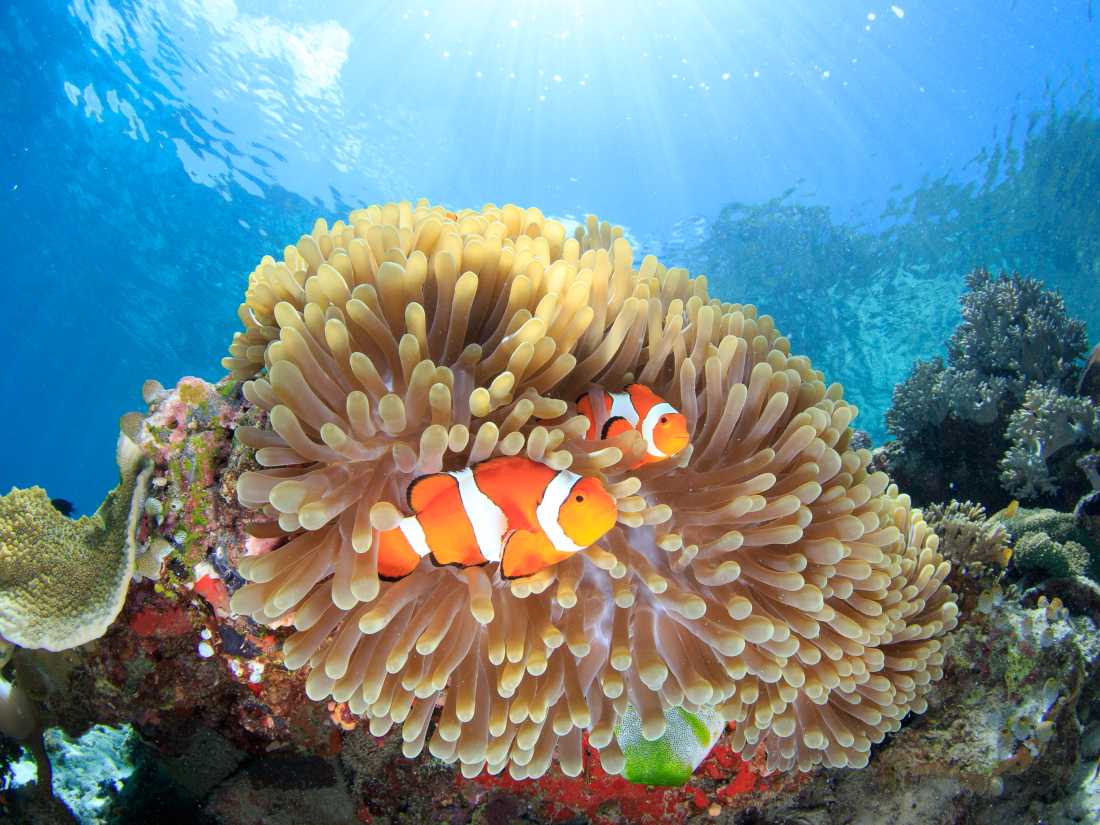 The diversity and colour of the 'Coral Triangle'