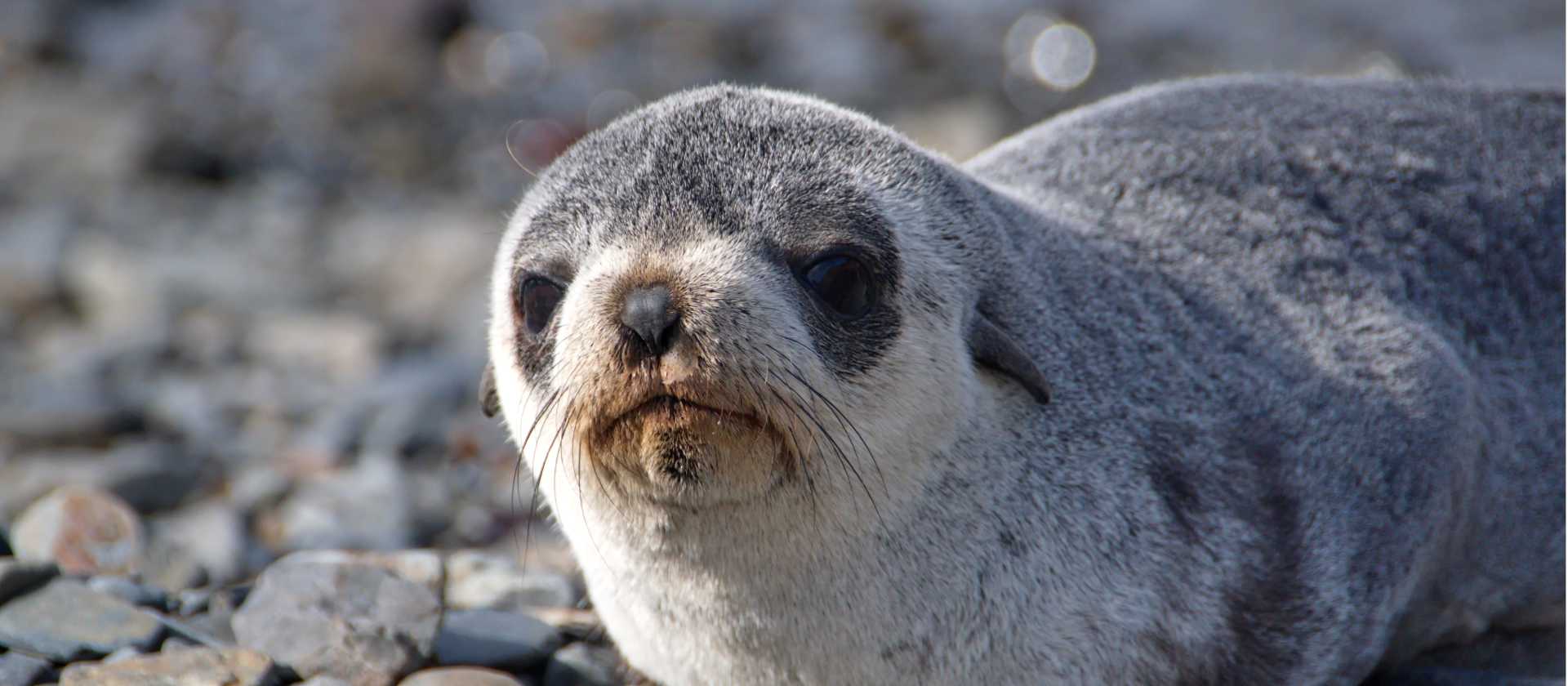 Baby fur seal on the beaches of South Georgia