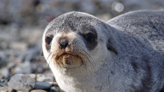 Baby fur seal on the beaches of South Georgia