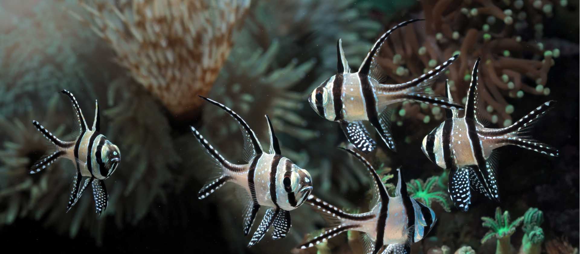 The endemic Banggai Cardinal Fish