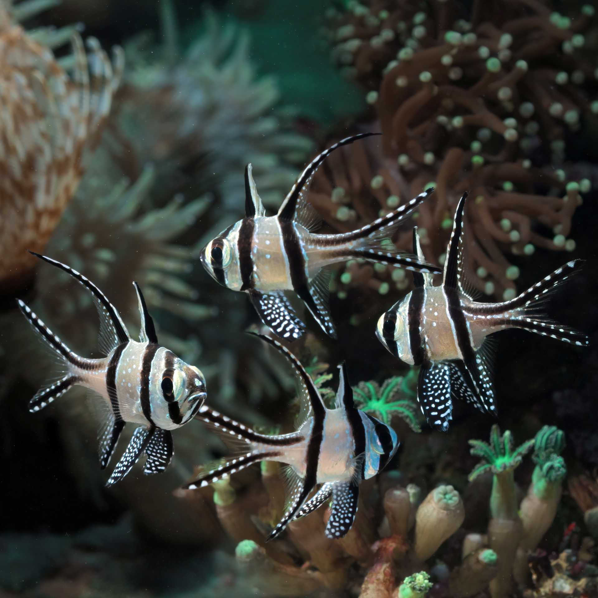 The endemic Banggai Cardinal Fish