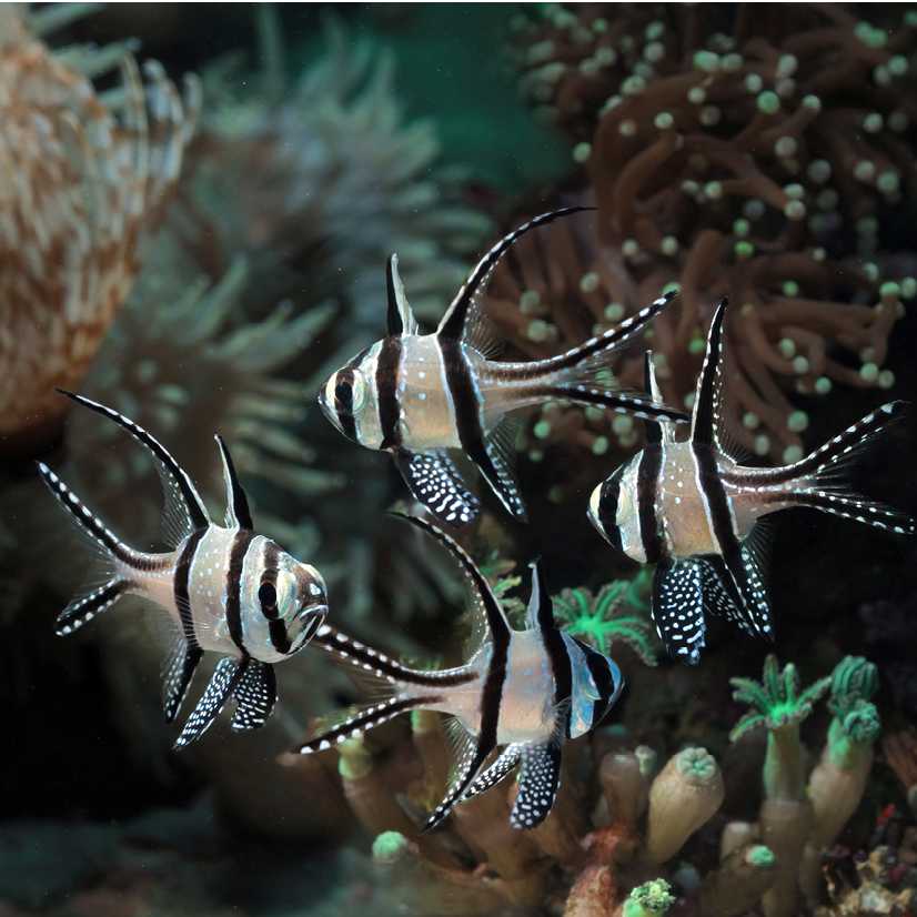The endemic Banggai Cardinal Fish