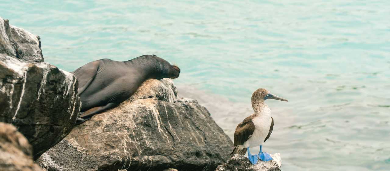 A blue-footed Booby and a sea lion share some space in the Galpagos