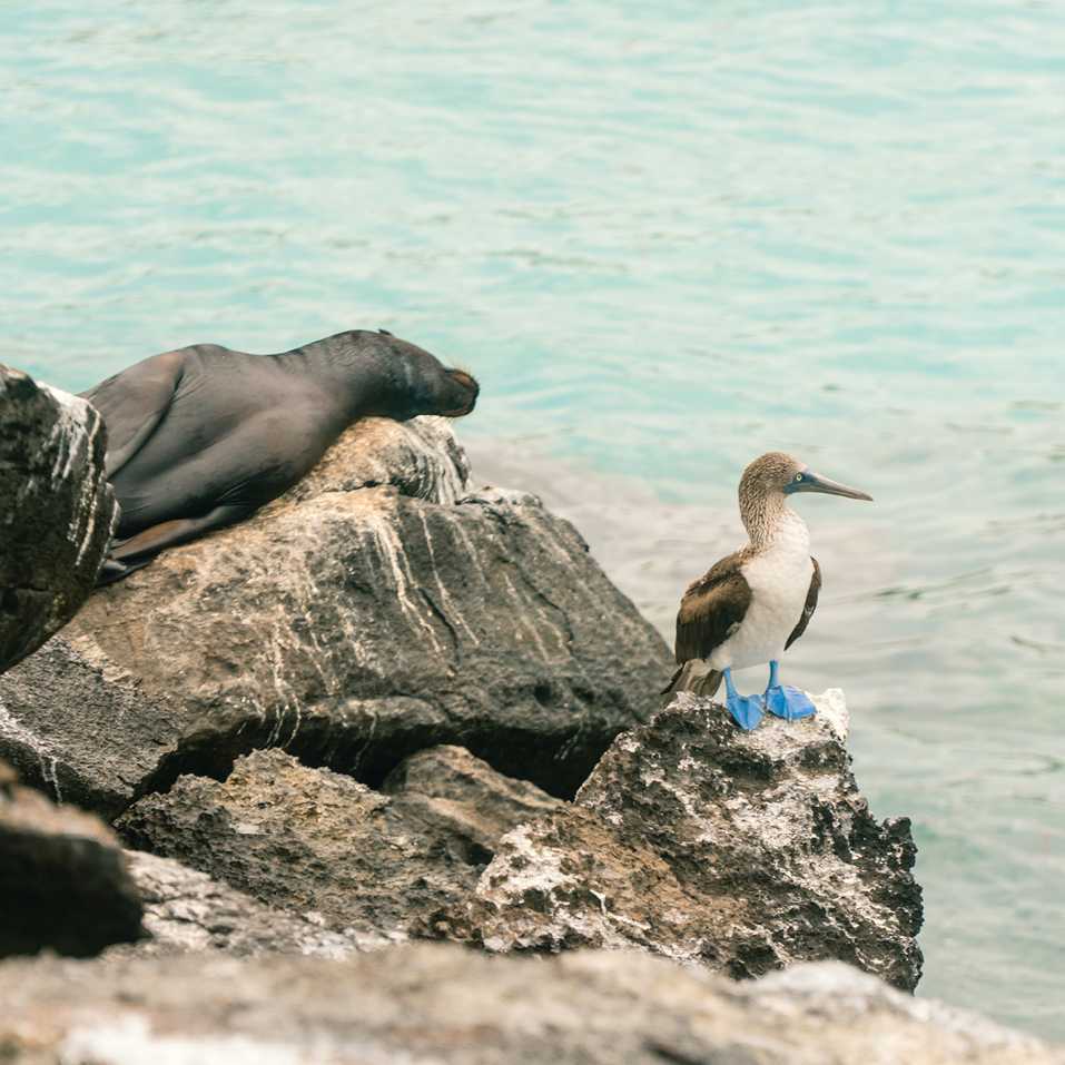 A blue-footed Booby and a sea lion share some space in the Galpagos
