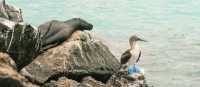 A blue-footed Booby and a sea lion share some space in the Galpagos