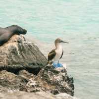 A blue-footed Booby and a sea lion share some space in the Galpagos