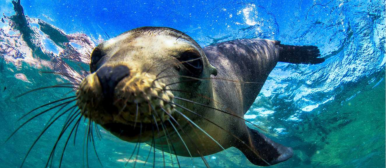 A playful Galapagos fur seal comes in for a closer look